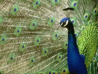 Pavo (Bird) Wallpaper - Vibrant Plumage in Captivating Colors