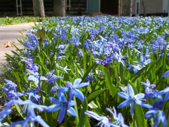 Blue Flowers In Lawn 3