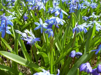 Blue Flowers In Lawn