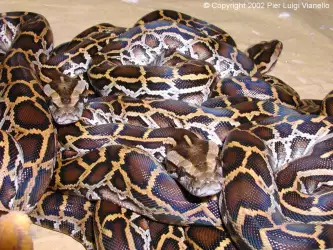 Python Molurus Bivittatus
