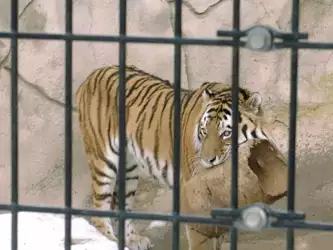 Tiger in ZOO