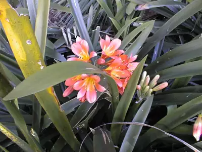 Sydney Botanical Flowers