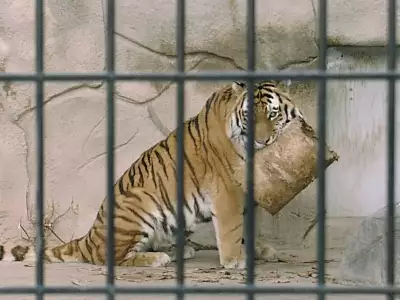 Tiger in Zoo