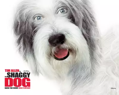 The Shaggy Dog 001