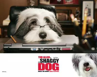 The Shaggy Dog 006