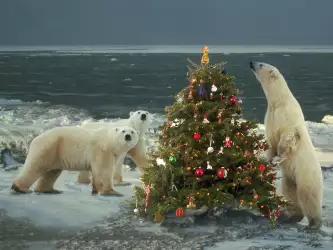 Christmas Bears