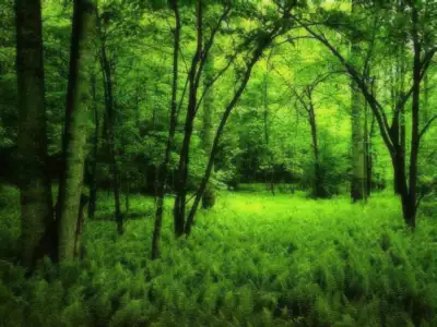 Green Forrest