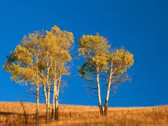 Autumn Aspen Trees, Yellowstone National Park,
