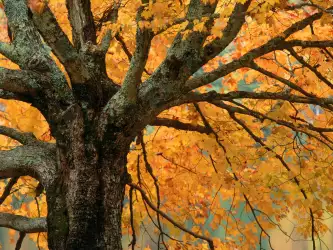Autumn Maple, Bass Lake, North Carolina