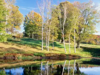 Birch Trees, Vermont