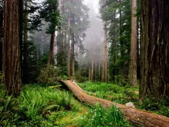 Fallen Nurse Log, Redwood National Park, Califor
