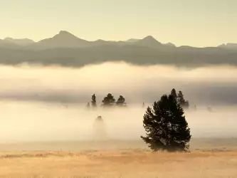 Fog At Sunrise, Pelican Valley, Yellowstone Nati