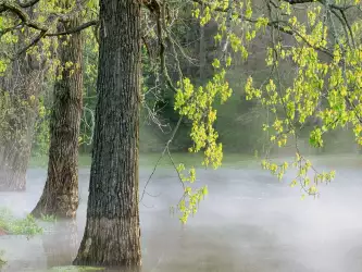 Morning Fog, Percy Warner Park, Tennessee
