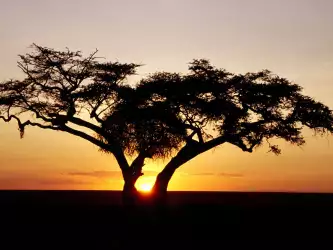 Safari Sunrise, Africa
