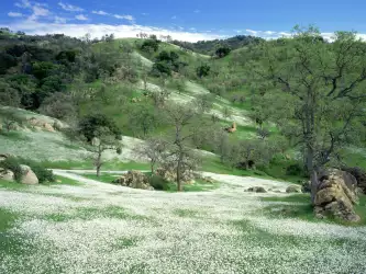 Spring Wildflowers And Oak Covered Hills