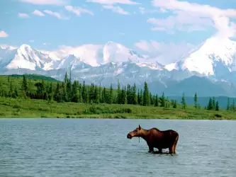 The Moose And The Mountain, Denali National Park