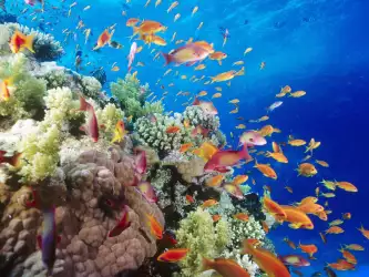 Underwater Wallpaper (26)