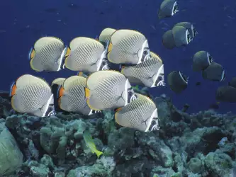 Underwater Wallpaper (27)