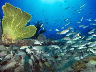 Underwater Wallpaper (35)