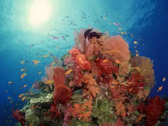 Underwater Wallpaper (55)