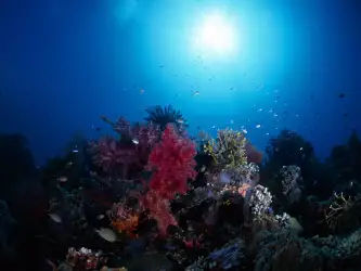 Underwater Wallpaper (61)