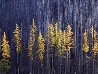 Autumn Larch Trees, Colville National Forest