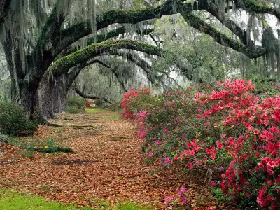 Azaleas And Live Oaks, Magnolia Plantation, Char