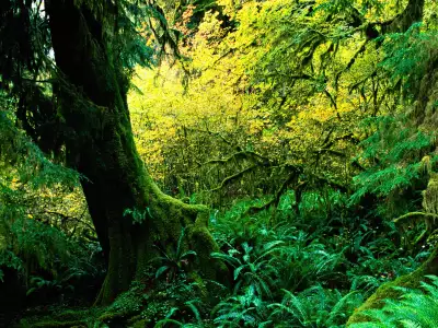 Hoh Rainforest, Olympic National Park, Washington
