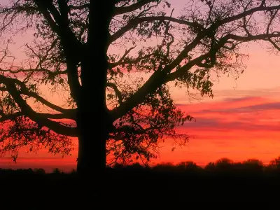 Oak Tree At Dawn, Oldham County, Kentucky 1600