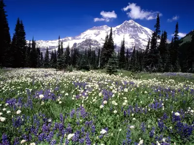 Seasonal Beauty, Mount Rainier, Washington