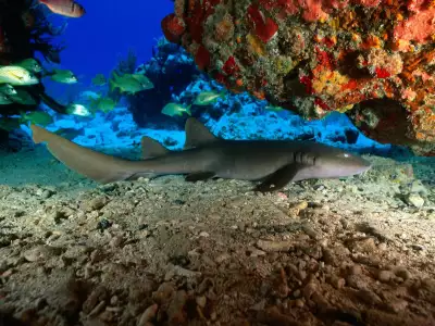 Underwater Wallpaper: Shark