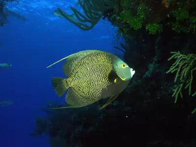Underwater Wallpaper (42)