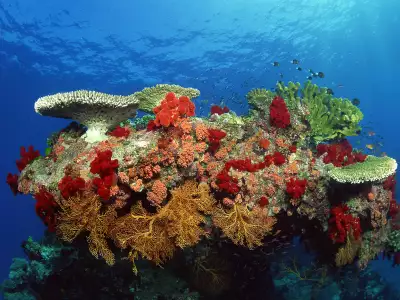 Underwater Wallpaper (56)