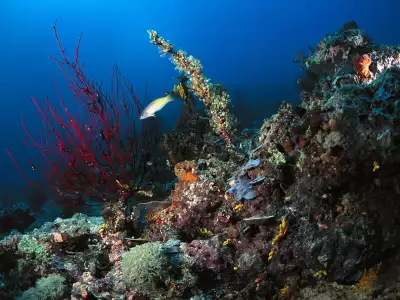 Underwater Wallpaper (79)
