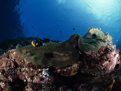 Underwater Wallpaper (91)