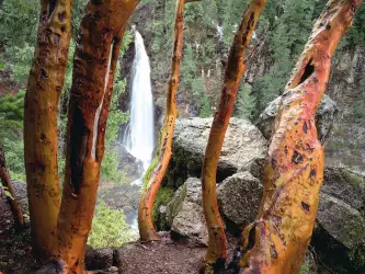 Madrone Trees And Barr Creek Falls, Mill Creek
