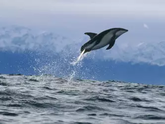 Dusky Dolphin New Zealand