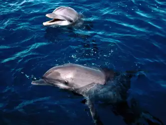 Frolicking Dolphins Honduras