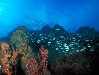 Los Roques Reef Venezuela