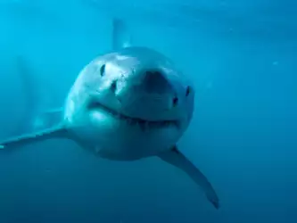 Predator Great White Shark