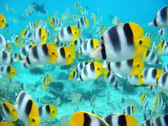 School Of Tropical Fish Tahiti