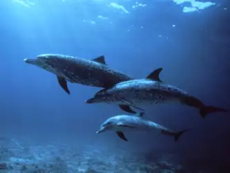 Spotted Dolphins Bahamas