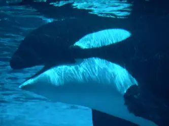 Submerged Killer Whale
