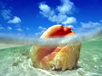 Sunken Treasure Conch Shell Bahamas
