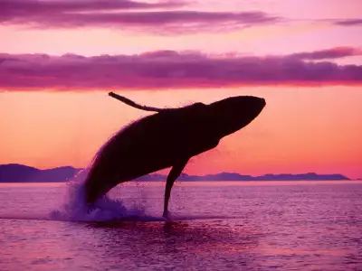 Crimson Flight Humpback Whale Alaska
