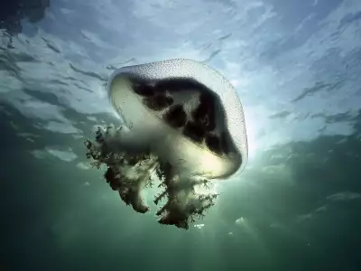 Mauve Stinger Jellyfish Edithburg South Australia