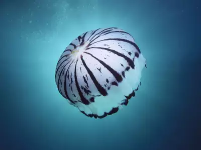 Purple Striped Jellyfish Southern California