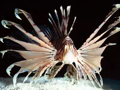 Red Volitans Lionfish Indo Pacific