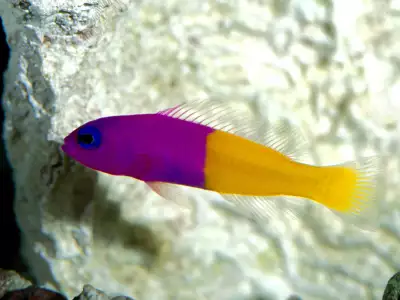 Royal Dottyback Pacific