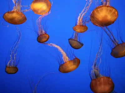 Sea Nettles Monterey Bay Aquarium California